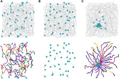 Neutrophils: Amoeboid Migration and Swarming Dynamics in Tissues